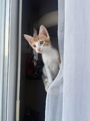Adopter Sunny