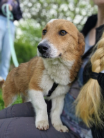 Adopter  chien : Virgo