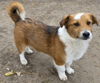 Adoption Virgo