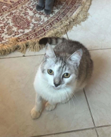 Adopter  chat : Moon