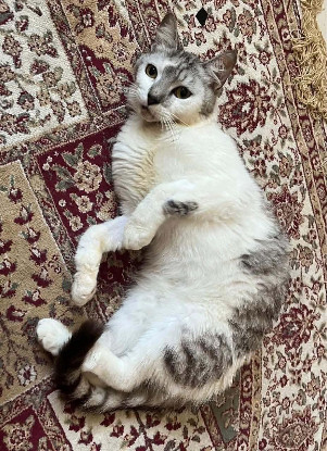 Adopter Moon
