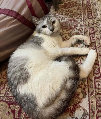 Adopter Moon