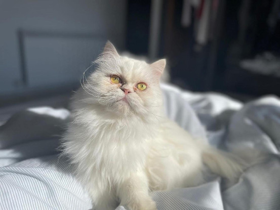 Adopter César
