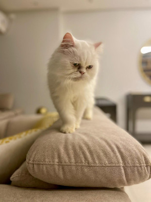 Adopter César