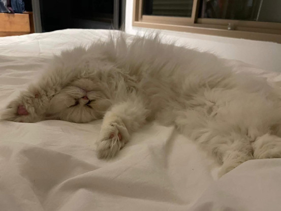 Adopter César