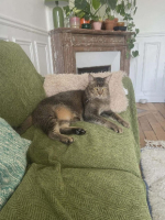 Adopter  chat : Joey