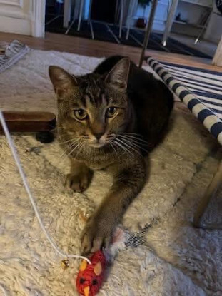Adopter Joey
