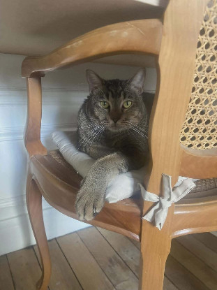 Adopter Joey