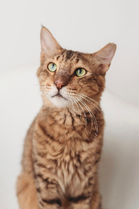 Adopter Mario