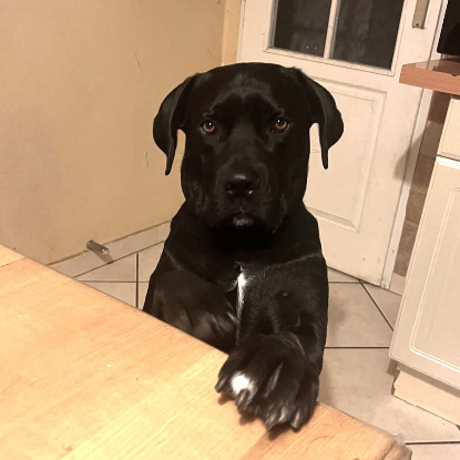 Adopter Télya