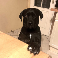 Adopter  chien : Télya