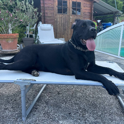 Adopter Télya