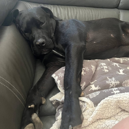 Adoption Télya