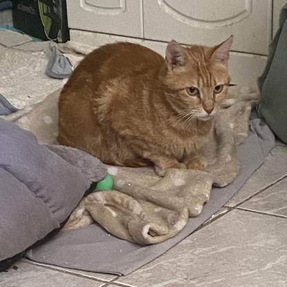 Adopter Rubi
