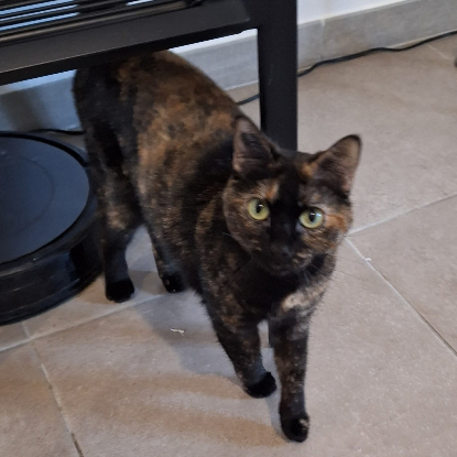 Adopter Smarties