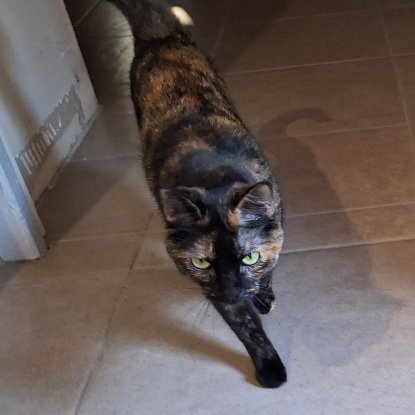 Adopter Smarties