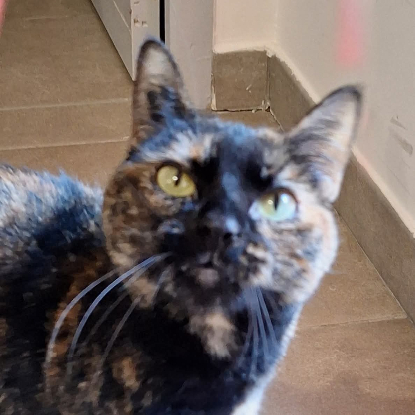 Adopter Smarties