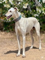 Adopter  chien : Muleta