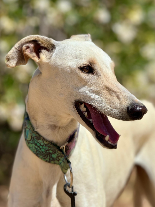Adopter Muleta