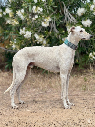 Adoption Muleta