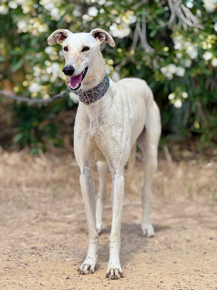 Adoption Muleta