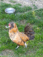 Adopter  animal de la ferme : Eugène