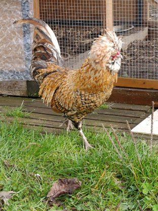 Adopter Eugène