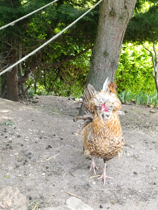 Adopter Eugène