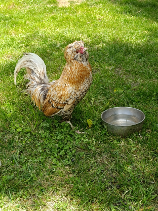 Adoption Eugène