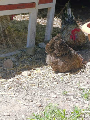 Adopter Ana et gustave