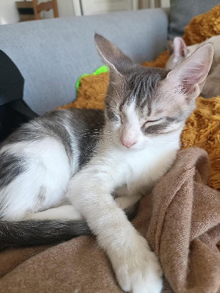 Adopter Kym
