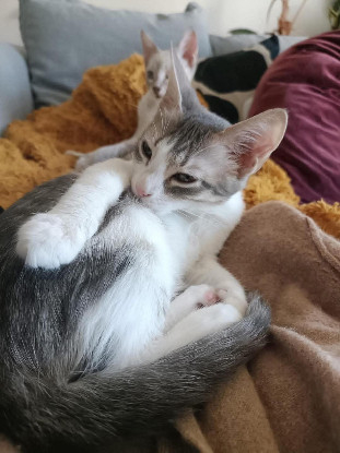 Adopter Kym