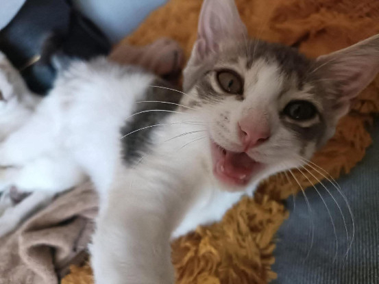 Adopter Kym