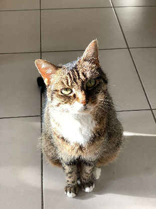 Adopter Aya
