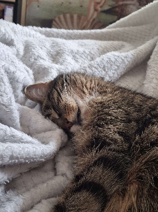 Adopter Aya