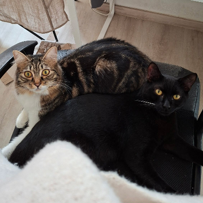 Adopter Ping et yang