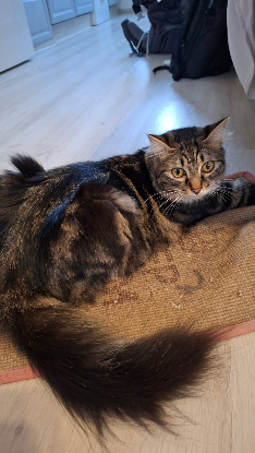 Adopter Ping et yang