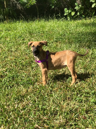 Adopter Babette