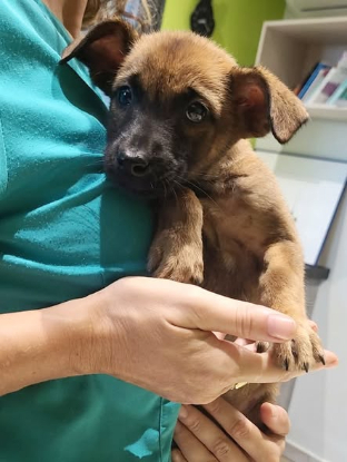 Adopter Babette