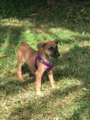 Adoption Babette