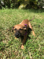 Adopter  chien : Babette