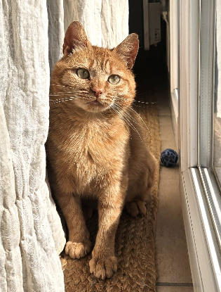 Adopter Ponyo
