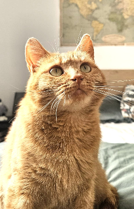Adopter Ponyo