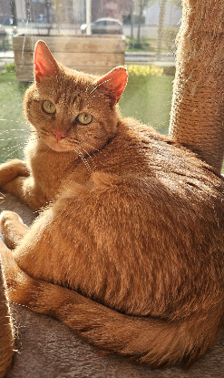 Adopter Ponyo