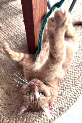 Adoption Ponyo