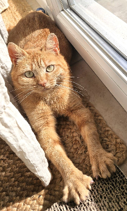 Adoption Ponyo