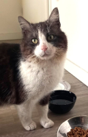 Adopter  chat : Amiral