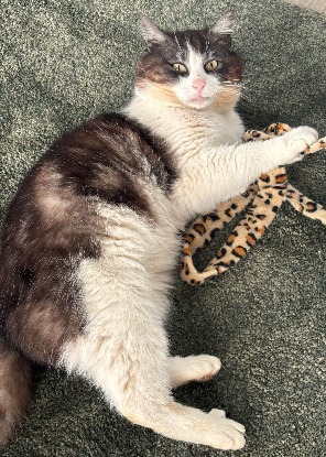 Adopter Amiral