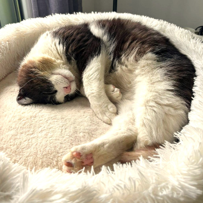 Adopter Amiral