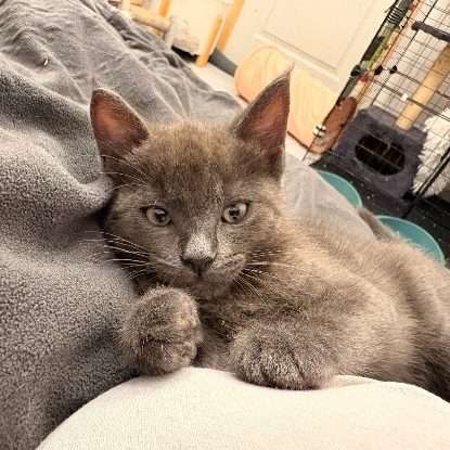 Adopter Popeye